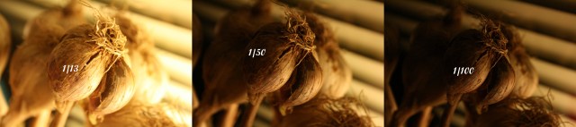 Eva_Linnea_highkey_1