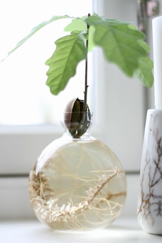 ekollon_ekskott_ekollonvas_svenskt_tenn