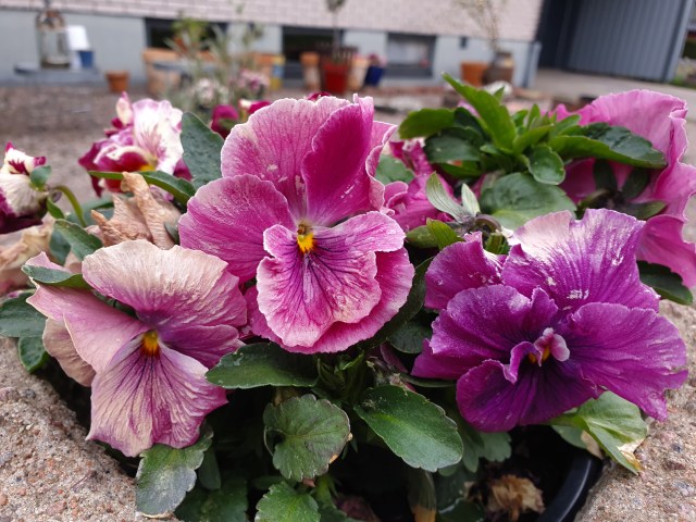 20190509_081253 - kopia