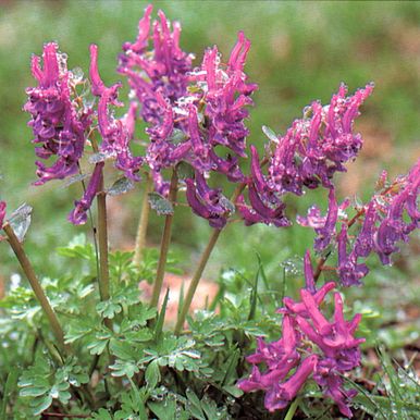 Hålnunneort_impecta