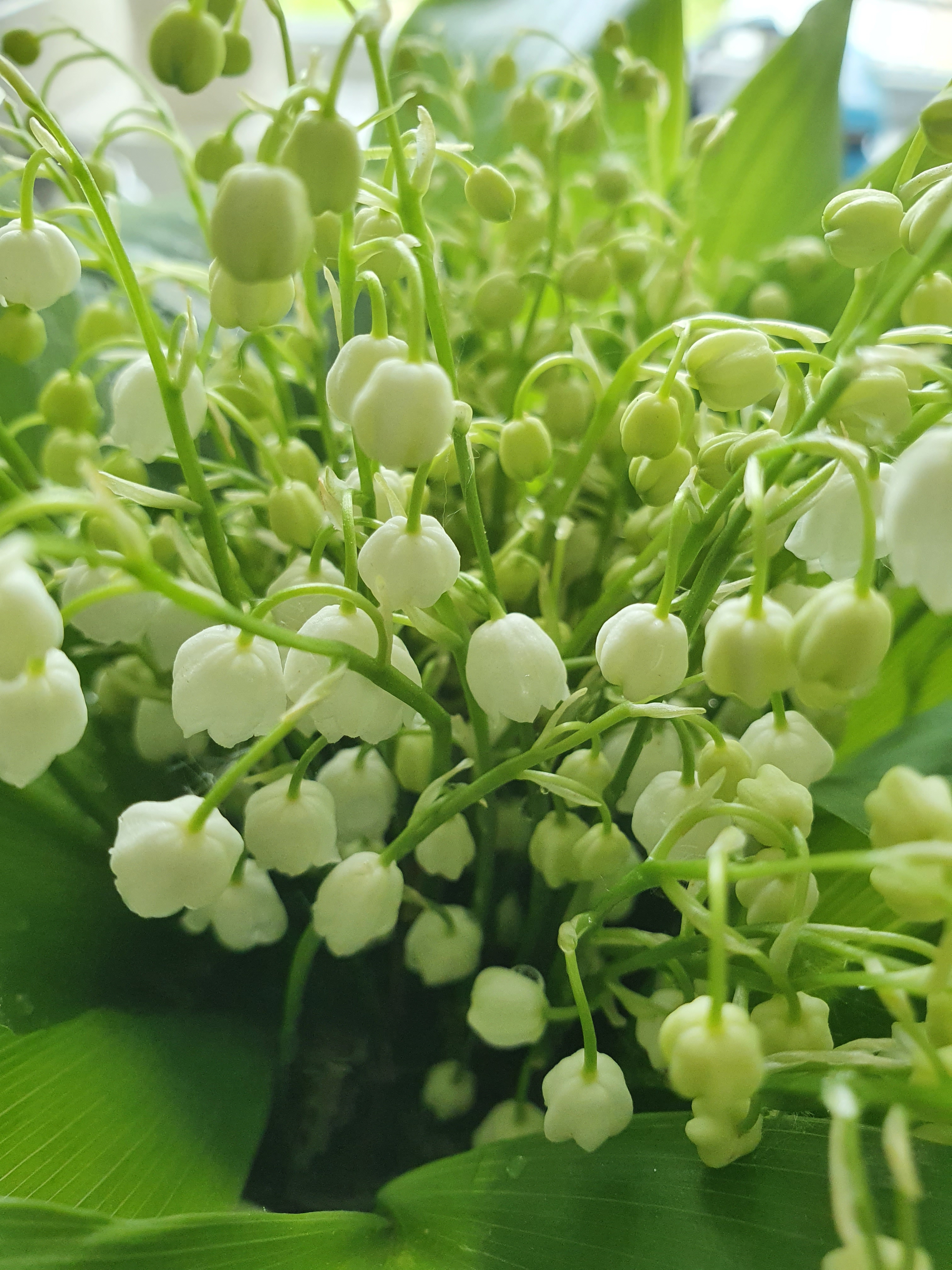 16228049834324650982771068239499