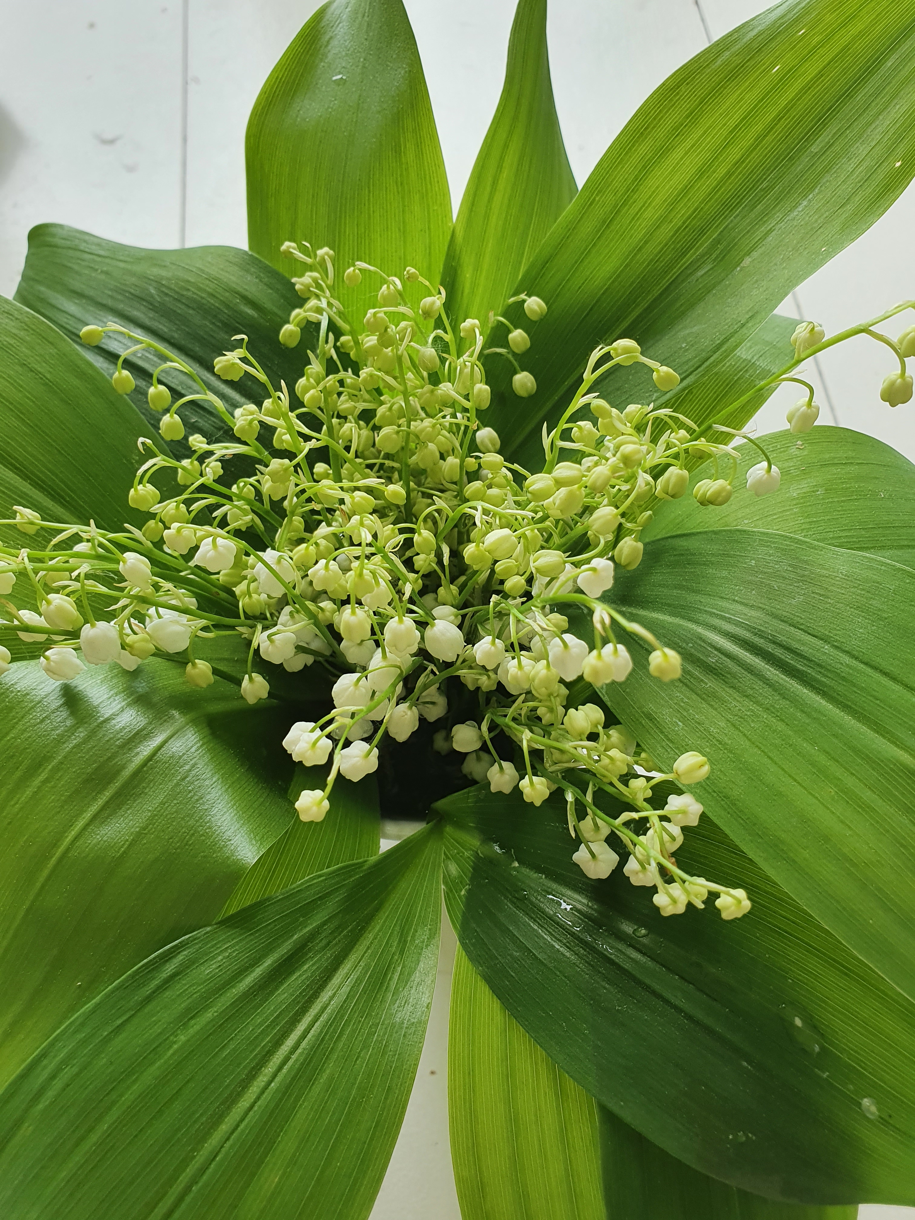 16228050991197706038942569978955