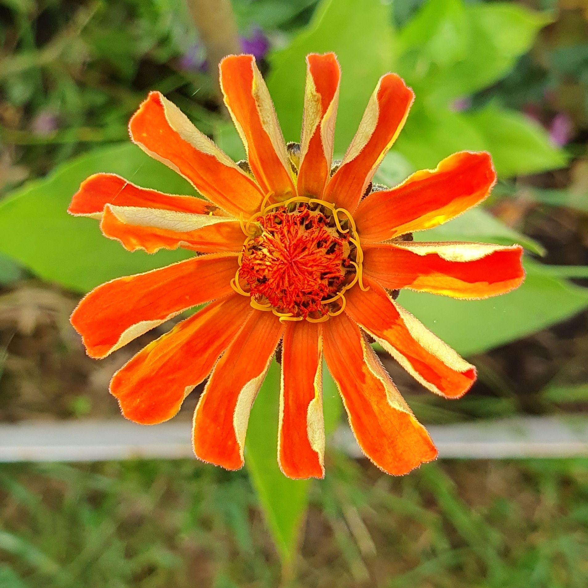 img_20240821_210745_4654729165196797529807