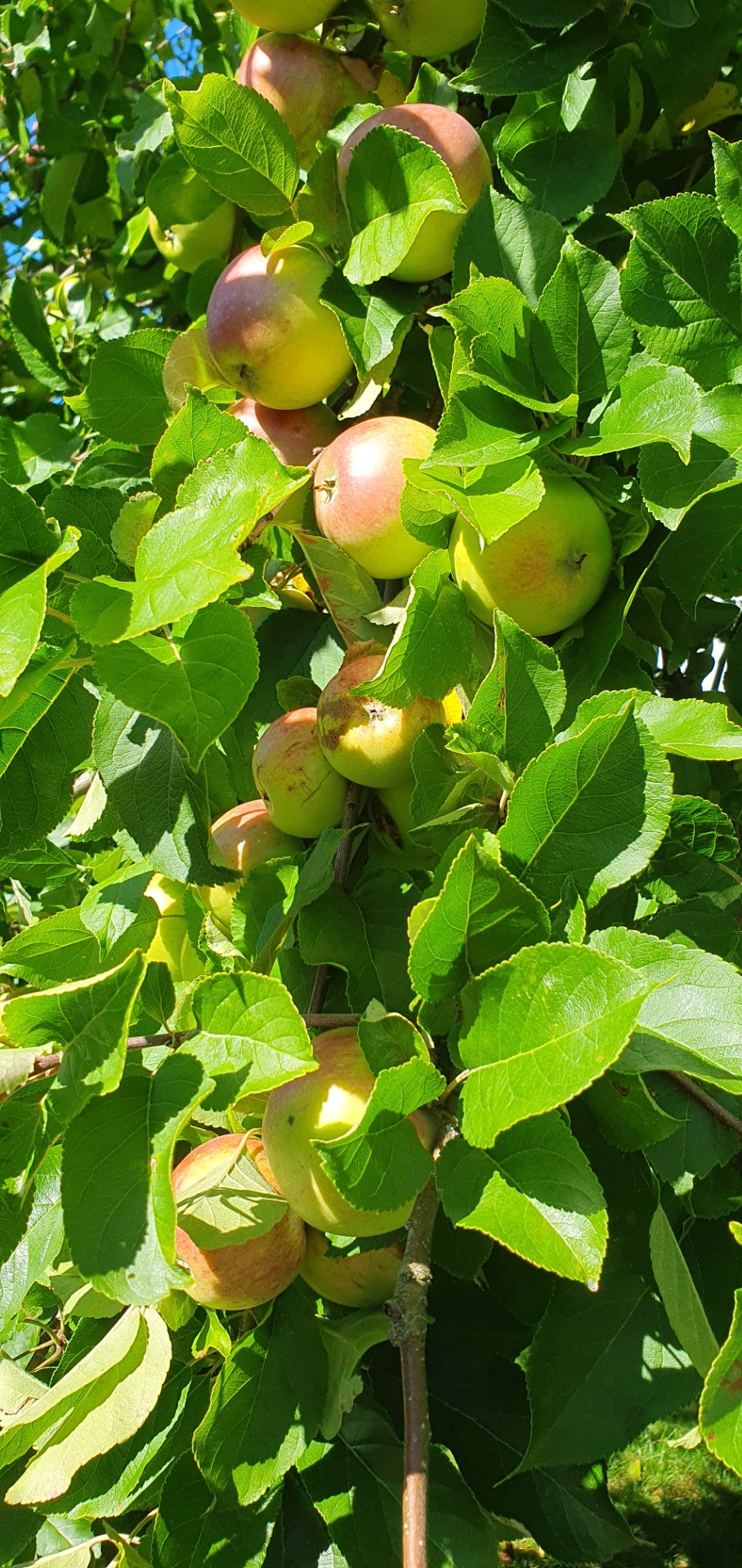 thumbnail_20240811_135606