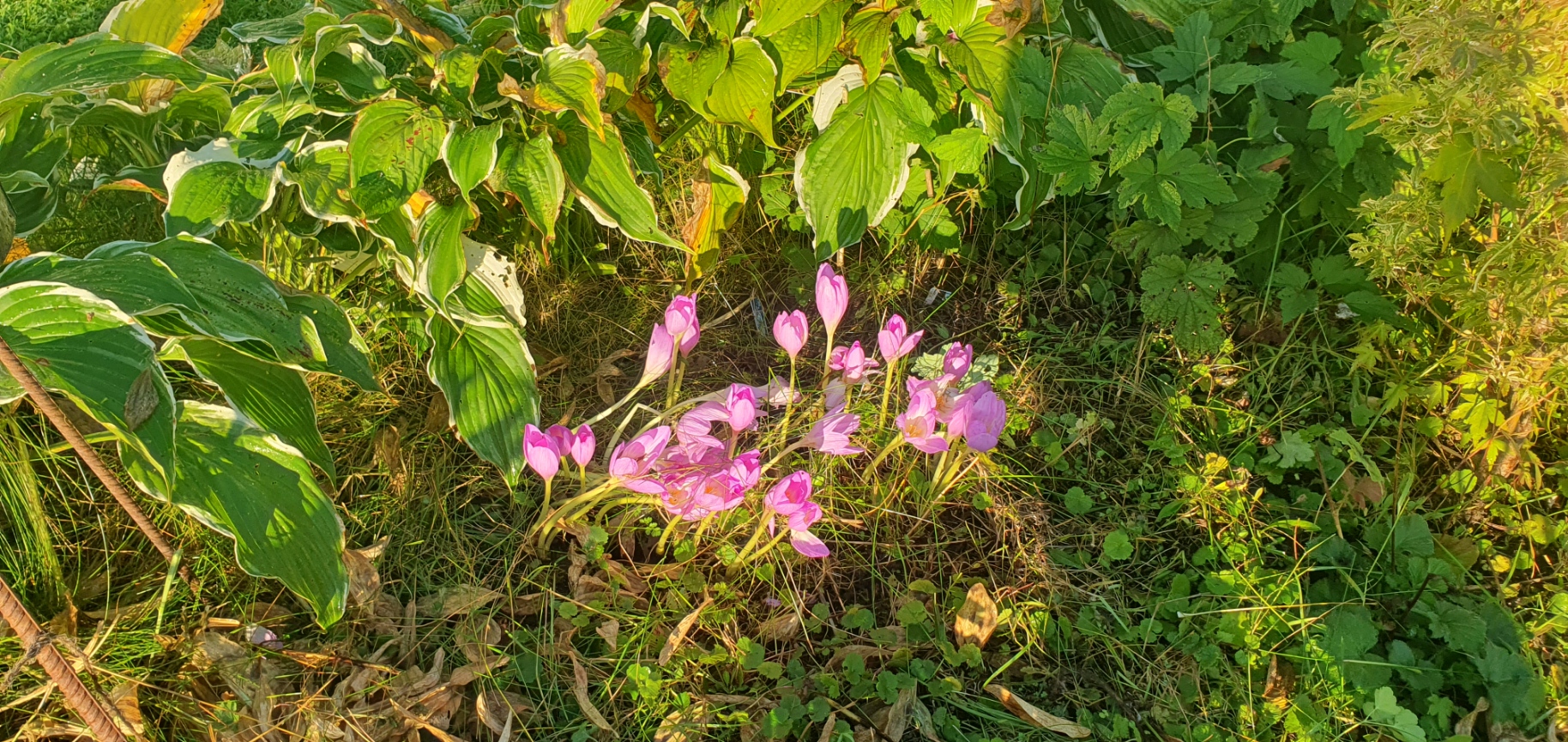 20240919_083152 - kopia